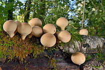 A cluster of Stump puffball fungi (Lycoperdon pyriforme) emerging from a rotting log in deciduous woodland, LWT Lower Woods reserve, Gloucestershire, UK, October.