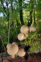 A cluster of Stump puffball fungi (Lycoperdon pyriforme) emerging from a rotting log in deciduous woodland, LWT Lower Woods reserve, Gloucestershire, UK, October.