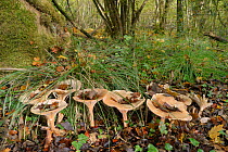 Trooping funnel / Monk's head mushroom (Clitocybe / Infundibulicybe geotropa), group under fallen autumn leaves, LWT Lower Woods reserve, Gloucestershire, UK, October.
