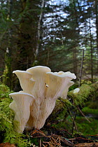 Angel's wings mushrooms (Pleurocybella porrigens) growing on a coniferous tree stump, Glengarry forest, Lochaber, Scotland, UK, September.