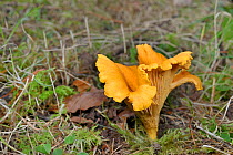 Chantarelle mushroom (Cantharellus cibarius) growing on deciduous woodland floor, Lochaber, Scotland, UK, September.