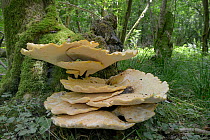Dryad's saddle / Pheasant's back (Polyporus squamosus) bracket fungi growing from a rotten Ash tree (Fraxinus excelsior) trunk, GWT Lower Woods reserve, Gloucestershire, UK, July.