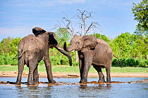 African elephants (Loxodonta africana) two immature individuals play fighting at a waterhole, Hwange National Park, Zimbabwe