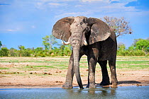 African elephant (Loxodonta africana) drinking at a waterhole, Hwange National Park, Zimbabwe