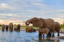 African elephant (Loxodonta africana) herd drinking at a waterhole, with mother and calf at front, Hwange National Park, Zimbabwe