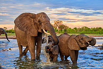 African elephant (Loxodonta africana) herd drinking at a waterhole, with mother and calf at front, Hwange National Park, Zimbabwe