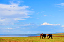 African elephants (Loxodonta africana) grazing on shore of Lake Kariba, Matusadona National Park, Zimbabwe