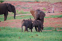 African elephant (Loxodonta africana) calves of different ages playing and chasing each other, Matusadona National Park, Zimbabwe