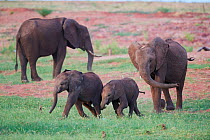African elephant (Loxodonta africana) calves of different ages playing and chasing each other, Matusadona National Park, Zimbabwe