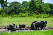 African elephant (Loxodonta africana) herd drinking and bathing in mud at a waterhole, Hwange National Park, Zimbabwe