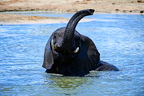 African elephant (Loxodonta africana) drinking and bathing at a waterhole, Hwange National Park, Zimbabwe