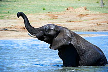 African elephant (Loxodonta africana) drinking and bathing at a waterhole, Hwange National Park, Zimbabwe