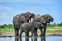 African elephant (Loxodonta africana) herd drinking at a waterhole, Hwange National Park, Zimbabwe