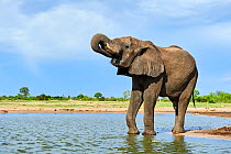 African elephant (Loxodonta africana) drinking at a waterhole, Hwange National Park, Zimbabwe
