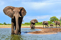 African elephant (Loxodonta africana) herd drinking at a waterhole, Hwange National Park, Zimbabwe