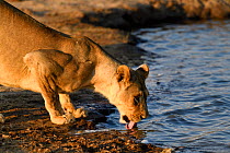 Lioness (Panthera leo) drinking at waterhole, Hwange National Park, Zimbabwe