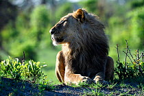 African lion (Panthera leo) male resting, Hwange National Park, Zimbabwe