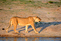 African lioness (Panthera leo) walking profile, in Hwange National Park, Zimbabwe