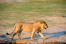 African lion (Panthera leo) male walking profile, in Hwange National Park, Zimbabwe