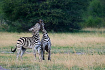 Burchell's zebra (Equus quagga burchellii) stallions play fighting in Hwange National Park, Zimbabwe