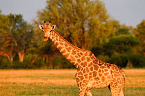 Masa giraffe (Giraffa camelopardalis tippelskirchi) portrait in evening light, Hwange National Park, Zimbabwe