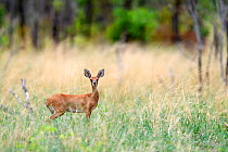 Steenbok (Raphicerus campestris) female in tall grass, Hwange National Park, Zimbabwe