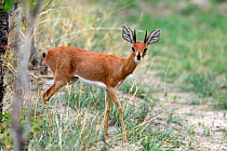Steenbok (Raphicerus campestris) male, Hwange National Park, Zimbabwe
