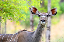 Greater Kudu (Tragelaphus stepsiceros) alert portrait, Hwange National Park. Zimbabwe
