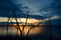 Dead Mopane trees (Colophospermum mopane) partially submerged in Lake Kariba at sunset, Matusadona National Park, Zimbabwe