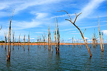 Dead Mopane trees (Colophospermum mopane) partially submerged in Lake Kariba, Matusadona National Park, Zimbabwe