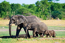 African elephant (Loxodonta africana) females and young foraging in the savanna, Hwange National Park, Zimbabwe