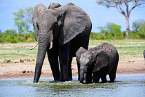 African elephant (Loxodonta africana) mother and calf drinking at a waterhole, Hwange National Park, Zimbabwe