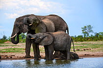 African elephant (Loxodonta africana) female, two younger ones and tiny baby drinking at a waterhole, Hwange National Park, Zimbabwe