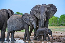 African elephant (Loxodonta africana) small group with a baby drinking at a waterhole, Hwange National Park, Zimbabwe