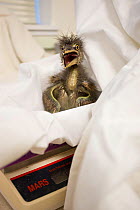 Rescued Black-crowned night heron (Nycticorax nycticorax) chick, aged less than 1 week, on weighing scale, International Bird Rescue, Fairfield, California, USA.
