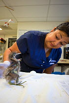 Rescued Black-crowned night heron (Nycticorax nycticorax) chick, aged less than 1 week, being examined by Isabel Luevano, Rehabilitation Technician, International Bird Rescue, Fairfield, California, U...