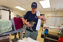 Black-crowned night heron (Nycticorax nycticorax) being carried by Michelle Bellizi, Wildlife Center Manager, International Bird Rescue, Fairfield, California, USA.  May 2014.