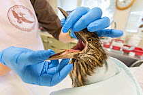 Black-crowned night heron (Nycticorax nycticorax) chick, aged 3 weeks, being examined by Judy Quinlan, volunteer, International Bird Rescue, Fairfield, California, USA.