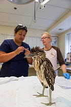Black-crowned night heron (Nycticorax nycticorax) chick, aged 2 weeks, with Isabel Luevano, Rehabilitation Technician, and Judy Quinlan, Volunteer, International Bird Rescue, Fairfield, California, US...