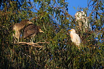 Two Black-crowned night heron (Nycticorax nycticorax) chicks, aged 4 weeks, at rookery with Cattle egret (Bubulcus ibis), Sonoma County, California, USA.