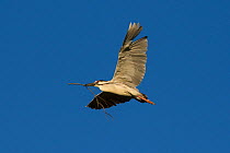 Black-crowned night heron (Nycticorax nycticorax) adult flying with nesting material, Sonoma County, California, USA.
