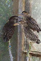 Black-crowned night heron (Nycticorax nycticorax) juveniles ready to be released, International Bird Rescue, Fairfield, California, USA.