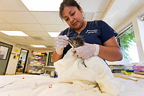 Black-crowned night heron (Nycticorax nycticorax) chick, aged 3 weeks, being examined by Isabel Luevano, Rehabilitation Technician, at International Bird Rescue, Fairfield, California, USA.  May 2014.
