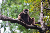 Agile gibbon (Hylobates agilis) in tree, Tanjung Puting National Park, Indonesia.