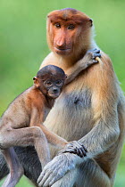 Proboscis monkey(Nasalis larvatus)Mother and infantSabah, Malaysia