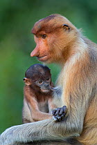 Proboscis monkey (Nasalis larvatus) mother suckling infant, Sabah, Malaysia.