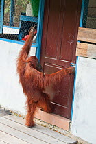 Bornean orangutan (Pongo pygmaeus) adult female trying to get into park staff kitchen, Tanjung Puting National Park, Indonesia.
