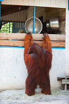 Bornean orangutan (Pongo pygmaeus) dominant male trying to get into park staff kitchen, Tanjung Puting National Park, Indonesia.