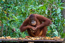 Bornean orangutan (Pongo pygmaeus) sub-adult eating fruit at feeding station, Tanjung Puting National Park, Indonesia.