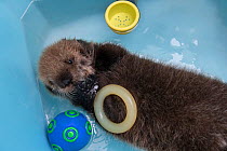 Sea otter (Enhydra lutris) orphaned pup, aged 3 weeks, in a tank with toys, Alaska Sea Life Center, Seward, Alaska, USA.